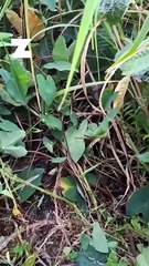 Le collectif de La Marine a obtenu une première “avancée” : une expertise de terrain a révélé la présence d’une zone humide sur le site du projet de 117 logements