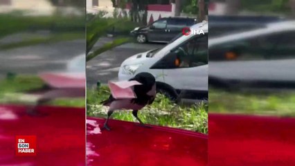 Hatay'da mizah amaçlı video çekmek istedi karga parasını aldı kaçtı