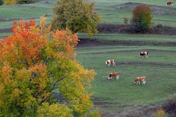 Karadeniz yaylalarında sonbahar büyüsü devam ediyor