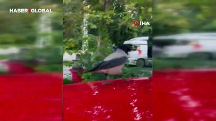 Mizah videosu çekmek istedi, 10 TL'sini kargaya kaptırdı