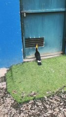 Toco Toucan, the big beak bird