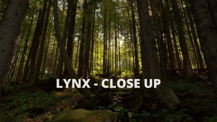 Documental - El lince - Más cerca que nunca - 👁️ "El Lince: Nunca VISTE al Felino MÁS RARO cazar así (Metraje EXCLUSIVO)"