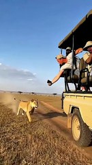 Be extremely careful when filming lions up close! 🦁🎥⚠️😱 사자를 가까이서 촬영할 때는 정말 조심해야 해요! #lion #danger