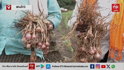 ರೈತರ ಬದುಕಿಗೆ ಕಣ್ಣೀರಾದ ಈರುಳ್ಳಿ; ಮೊಂಥಾ ಮಳೆಯಿಂದ ಹೊಲದಲ್ಲೇ ಕೊಳೆಯುತ್ತಿದೆ ರಾಶಿ ರಾಶಿ ಬೆಳೆ
