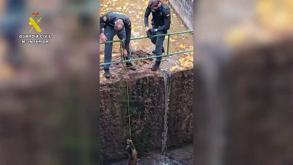 La Guardia Civil de Cuenca rescata un corzo atrapado en el canal de la Laguna de Uña