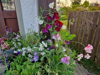 Autumn sowing annual sweet pea and perennial everlasting pea - Gardening with Brendan
