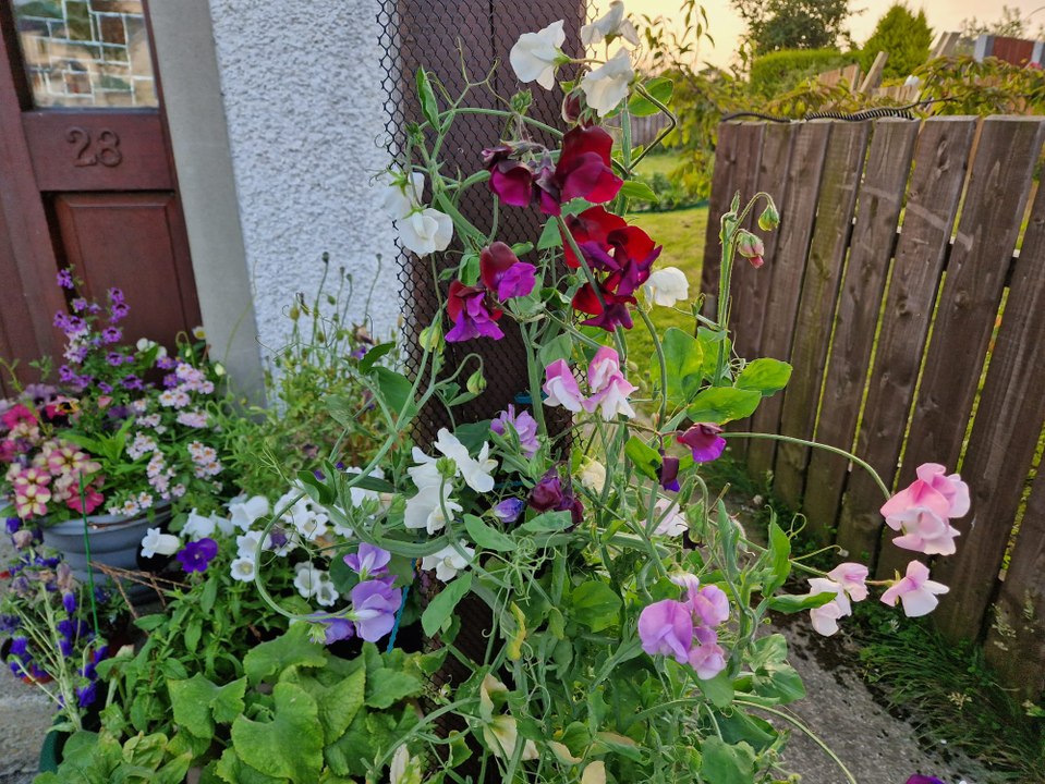 Autumn sowing annual sweet pea and perennial everlasting pea - Gardening with Brendan