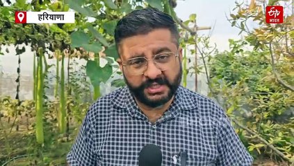 फतेहाबाद के किसान रवि ने उगाई 6 फीट लंबी लौकी, 6 लाख तक मुनाफा, कश्मीरी और अफगानी लहसुन भी फायदे का सौदा