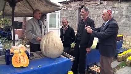 Ata tohumu 51 kiloluk dev kabak ilgi odağı oldu
