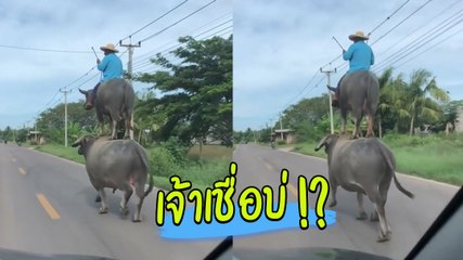 อย่างปั่น ! ควายขี่ควายคนขี่ควาย ซ้อน 3 แบบนี้ทำไปได้