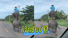อย่างปั่น ! ควายขี่ควายคนขี่ควาย ซ้อน 3 แบบนี้ทำไปได้