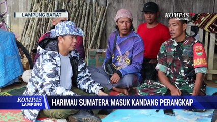 Harimau Sumatera Masuk Kandang Perangkap