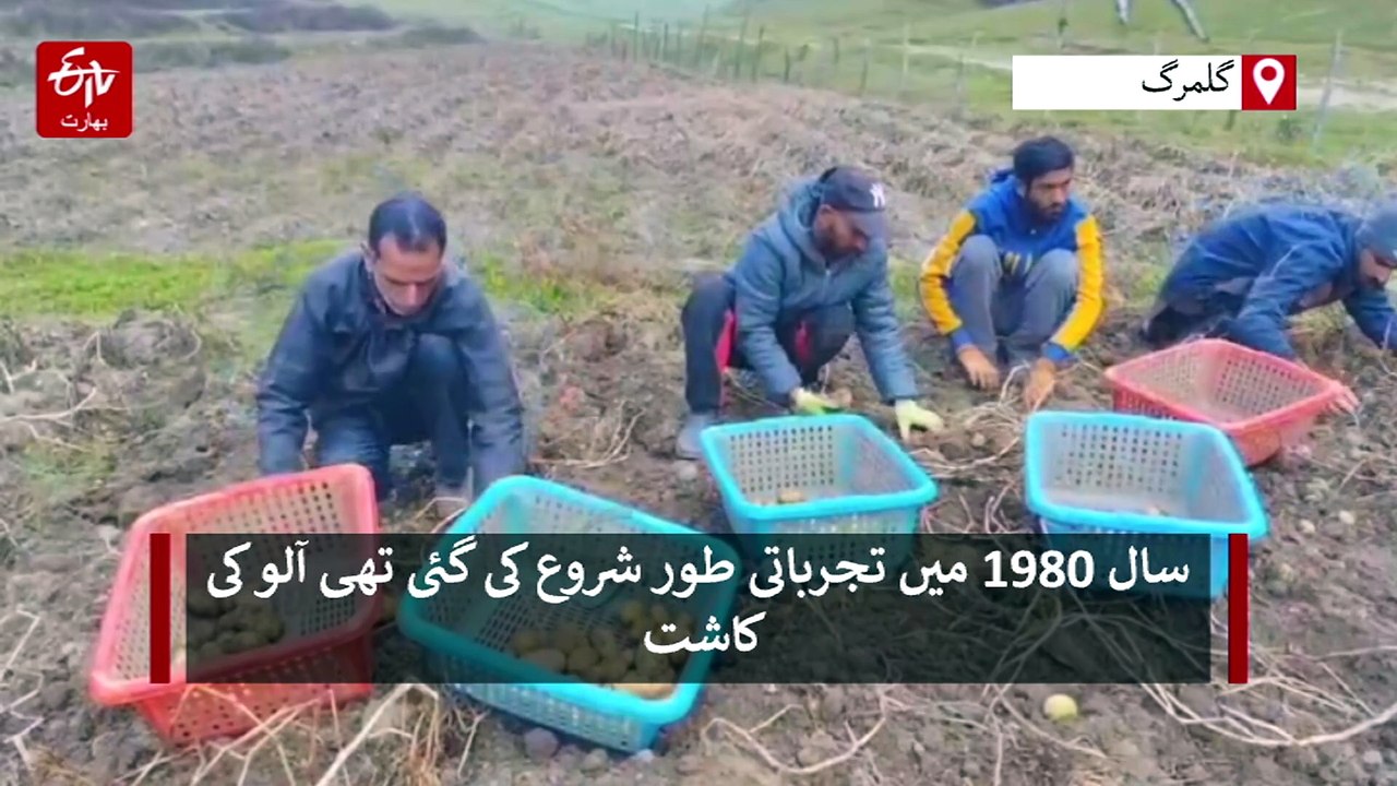 گلمرگ میں اعلیٰ معیار کے آلو کی پیداوار، جانئے کیا ہے ان میں خاص