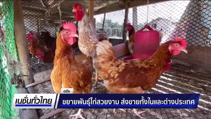 ขยายพันธุ์ไก่สวยงาม ส่งขายทั้งในและต่างประเทศ | เนชั่นทั่วไทย | 29 ต.ค. 68 | PART 2