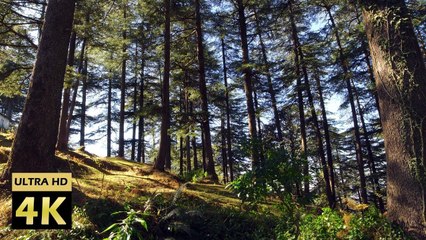 4K Forest View with Nature Sounds | Birds Singing | Tranquility | Sleep Sound | Meditation