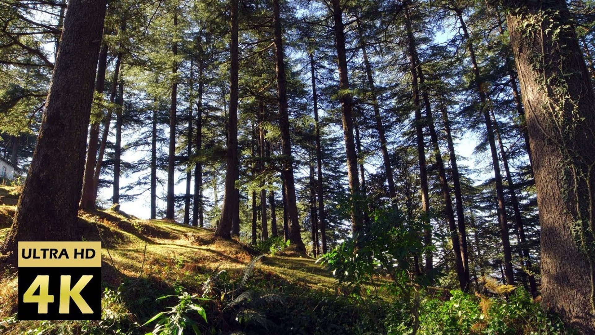 ⁣4K Forest View with Nature Sounds | Birds Singing | Tranquility | Sleep Sound | Meditation