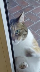 Let me in Human! It`s been a super quick walk! #cat #shorts #funnycats #Cutecats #viralcats #cute #funny #funnyvideo #trending #fyp #FunnyAnimals #fun #cats #cutestcats #funniestcats #goodmorning