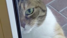 Let me in Human! It`s been a super quick walk! #cat #shorts #funnycats #Cutecats #viralcats #cute #funny #funnyvideo #trending #fyp #FunnyAnimals #fun #cats #cutestcats #funniestcats #goodmorning
