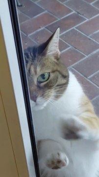 Let me in Human! It`s been a super quick walk! #cat #shorts #funnycats #Cutecats #viralcats #cute #funny #funnyvideo #trending #fyp #FunnyAnimals #fun #cats #cutestcats #funniestcats #goodmorning