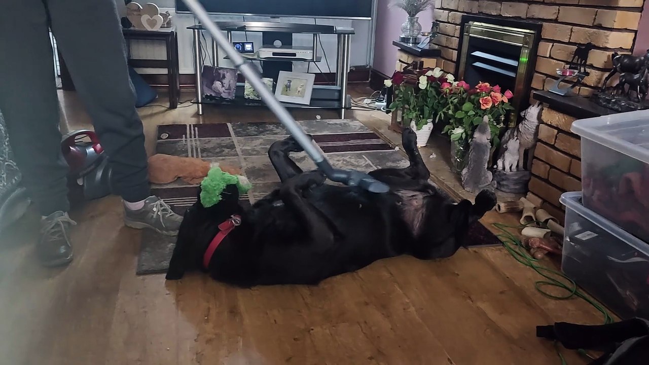 Vacuum the dog