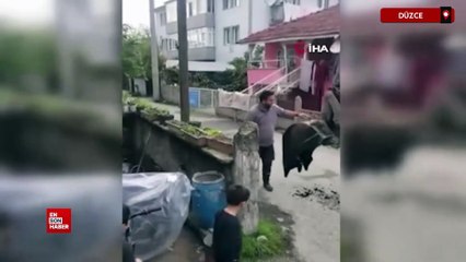 Düzce'de köpeklerden kaçtı direkte mahsur kaldı