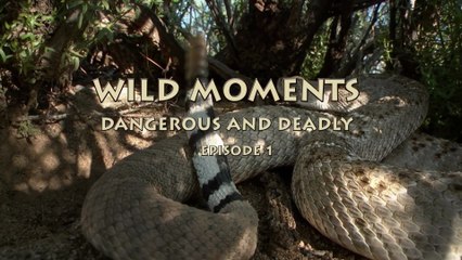 Documental - Momentos salvajes peligrosos y mortales - Episodio 1 - ⚠️ "PELIGRO EXTREMO: El Minuto en que la Presa se Convierte en Depredador | Documental"