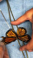 Reconstruyen el ala de una mariposa monarca