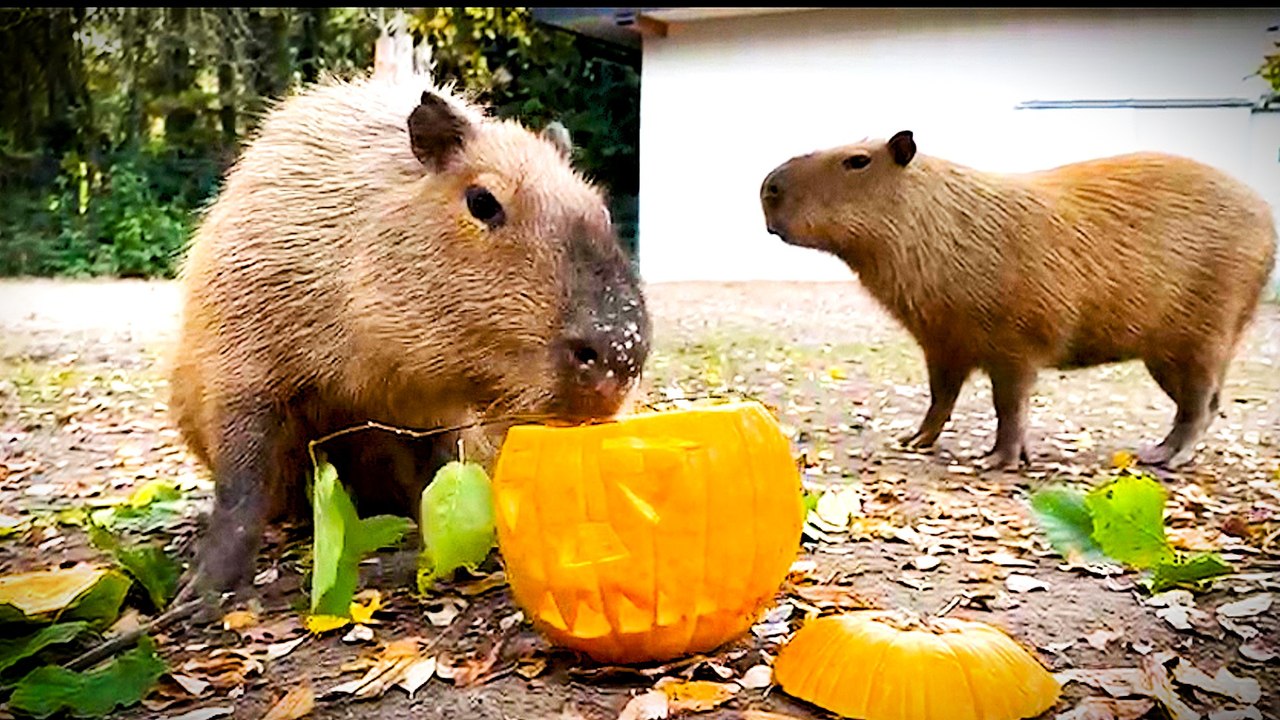 Tierische Halloween-Stimmung im Zoo Schmiding