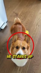 Dog Keeps Begging for Food...But Will His Owner Give In_