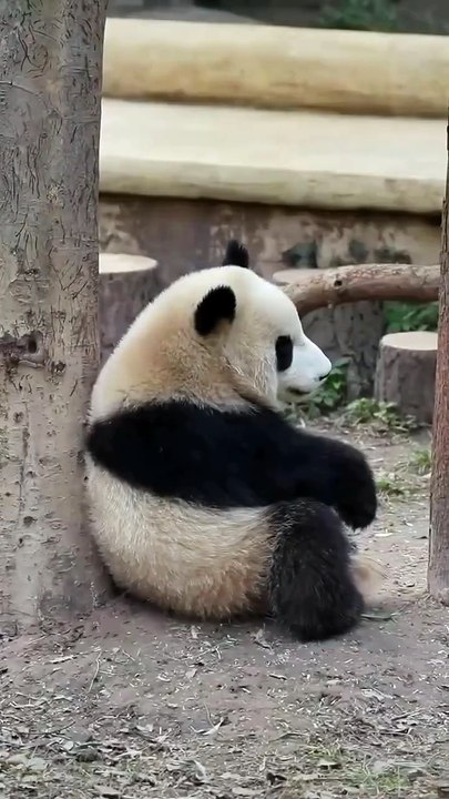 funny animal video