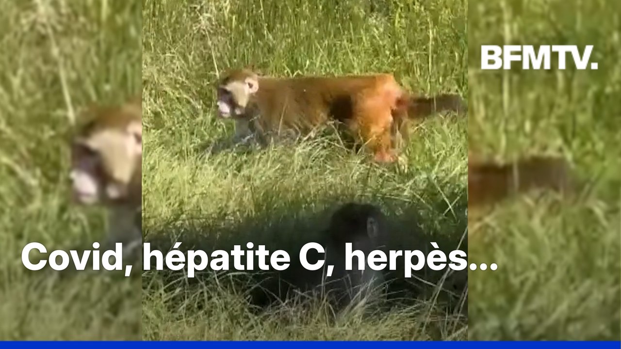 États-Unis: un singe de laboratoire "agressif" et porteur de maladies en liberté après un accident de camion