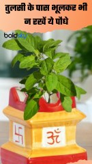 Tulsi Plant Tips: तुलसी के पास गलती से भी न लगाएं ये पौधे, नहीं तो मां लक्ष्मी हो जाएंगी रुष्ट |