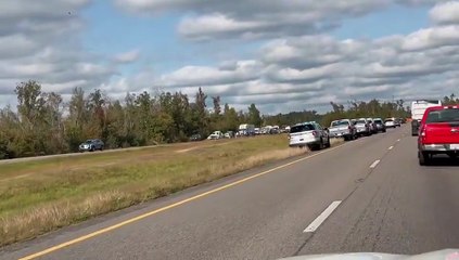 VIDEO: Monos “infectados” escapan tras vuelco de camión y desatan alerta en EE.UU.