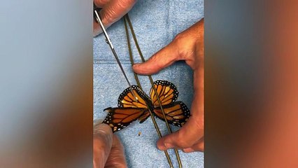 Injured butterfly takes to the skies again after successful wing transplant