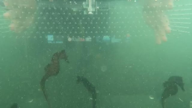 Sono stati liberati nelle acque protette del Mar Piccolo di Taranto