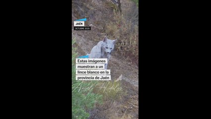 Un lince blanco fue hallado en la provincia de Jaén a principios de octubre