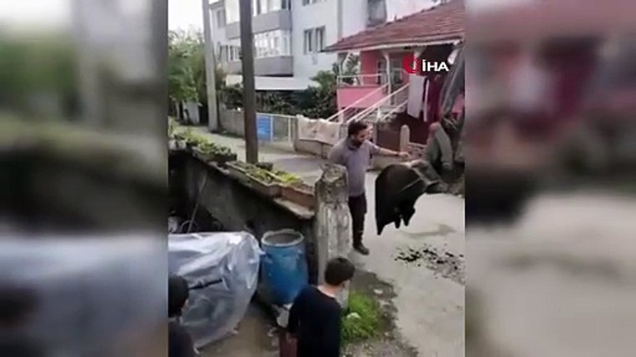 Köpeklerden Kaçan Kedi Direkte Mahsur Kaldı