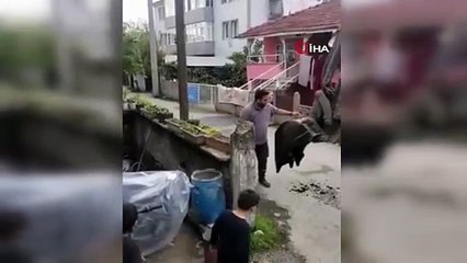 Köpeklerden Kaçan Kedi Direkte Mahsur Kaldı