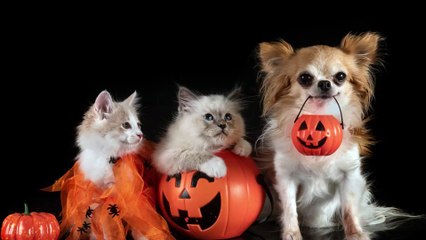 Wer für Halloween Katzen oder Hunde verkleidet, kann im Gefängnis landen
