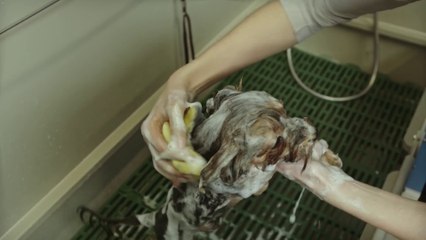 tn7-publireportaje-dos-pinos-291025