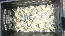 Dry Oyster mushrooms @Sunnybasumatary