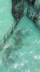 Drone registra arraias no mar de Maragogi