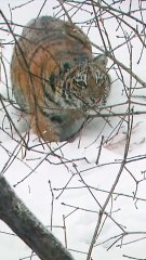 A tiger cub hones its hunting skills in the wild. Follow for more wild animal moments!