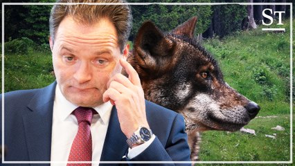 Bekommt Österreich eine Strategie für den Umgang mit Wölfen?