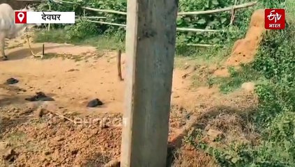 देवघर में खतरा बने बिजली पोल! ग्रामीण विद्युतीकरण योजना के कार्य पर उठे सवाल