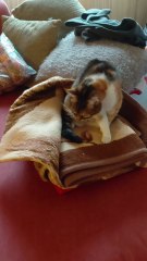 Best Place For A Good Afternoon 😴 #cat #cats #shorts #funny #funnycats #goodevening #goodnight #viralcats #cute #cutecats #fyp