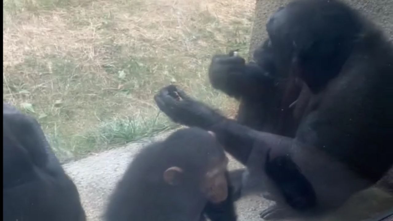 Little monkey eats its poop while others hide from rain at a zoo