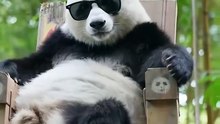 Chinese national treasure - the Giant Panda 15