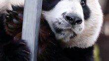 Chinese national treasure - the Giant Panda 14