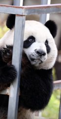 Chinese national treasure - the Giant Panda 14